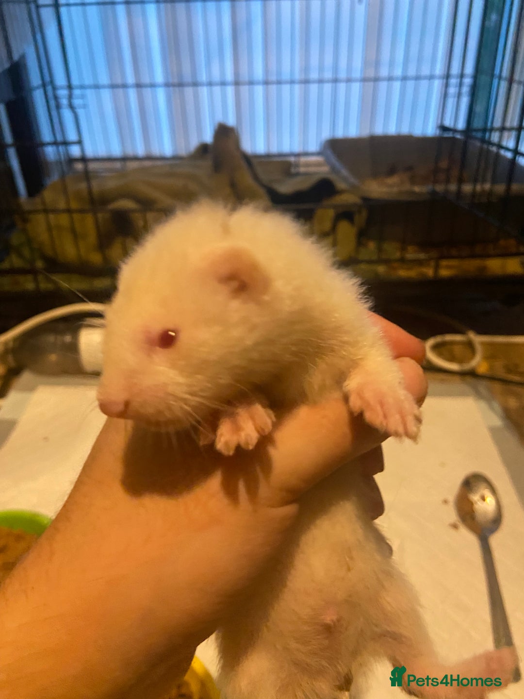 Ferret rodents for sale: Ferrets - Image 10