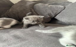 British Shorthair cats for sale: British shorthair cross - Image 11