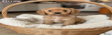 Cavapoo Puppy 4