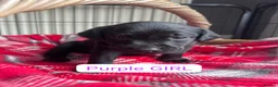Labrador Retriever dogs for sale: KC BLACK LABRADOR PUPPIES - Advert 20