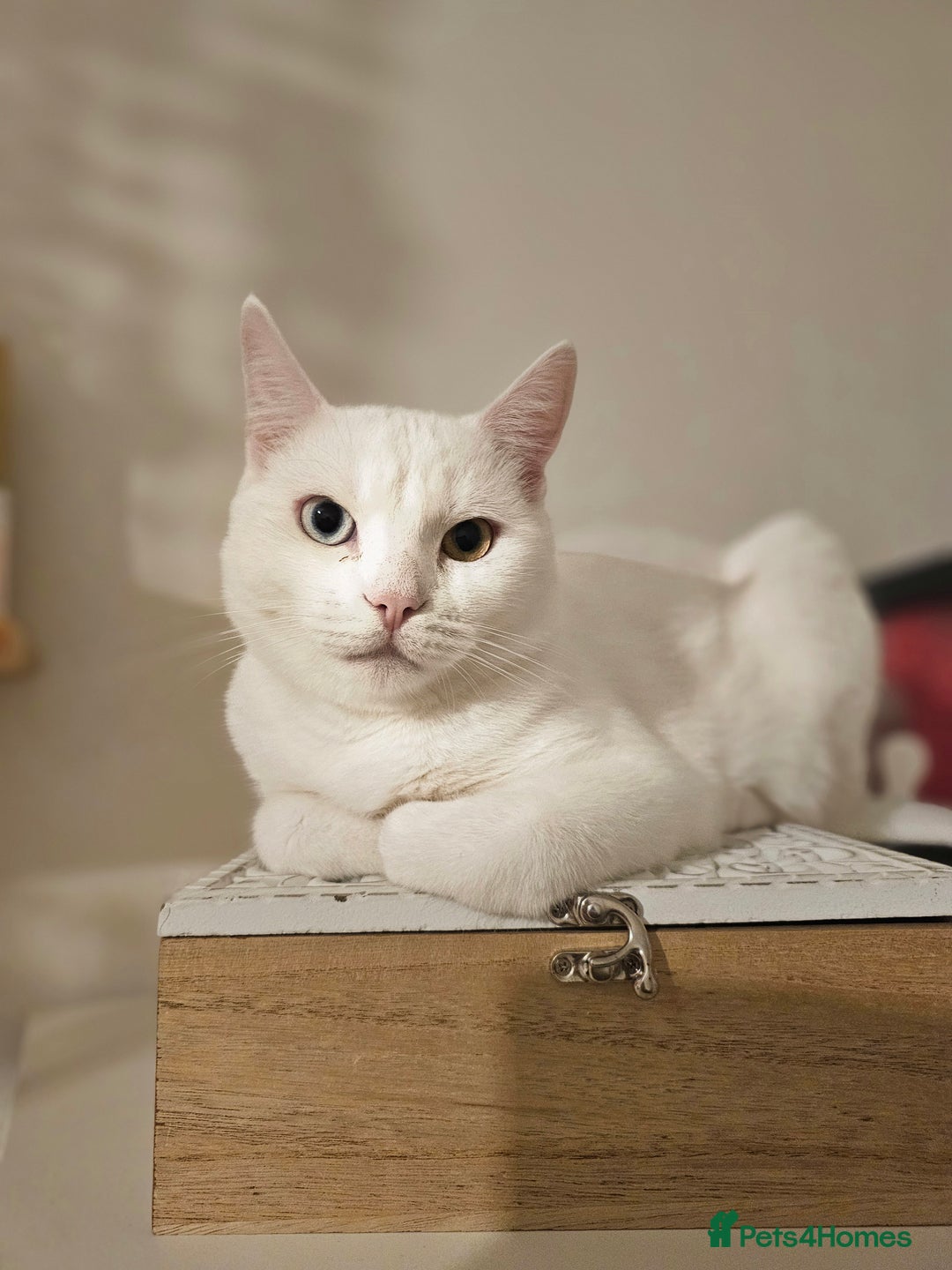 Mixed Breed cats for sale: Sweet Kitties - Image 9