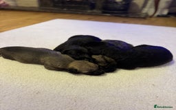 Irish Wolfhound dogs for sale: Stunning litter of Irish Wolfhound puppies - Image 2