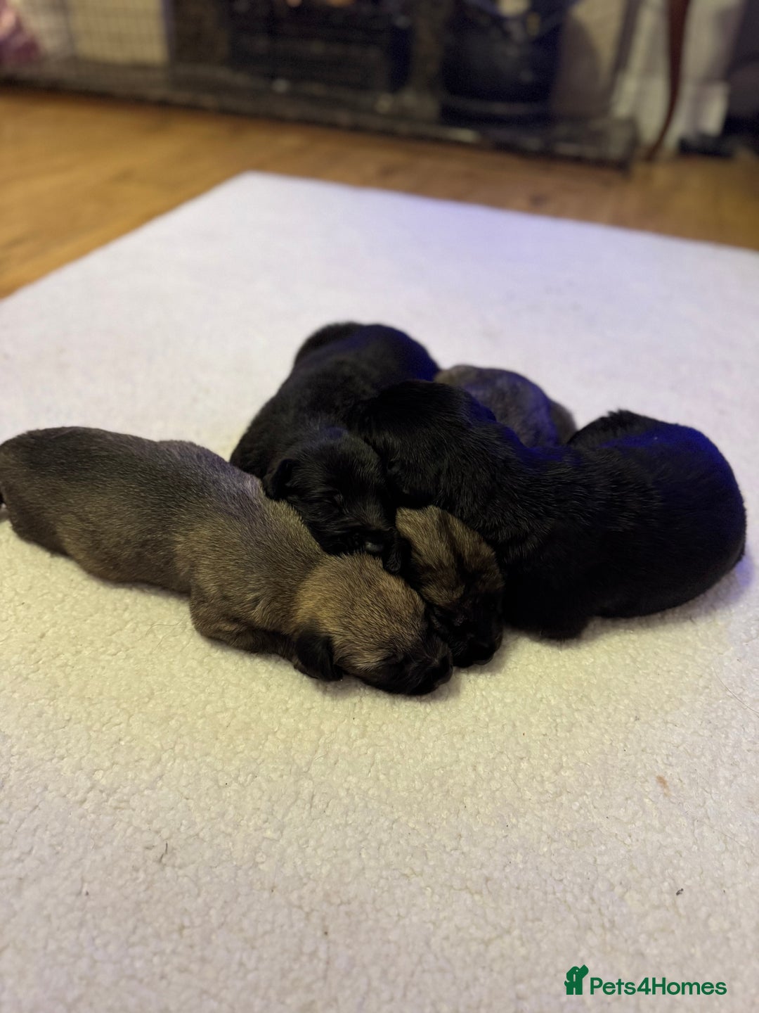 Irish Wolfhound dogs for sale: Stunning litter of Irish Wolfhound puppies - Image 2