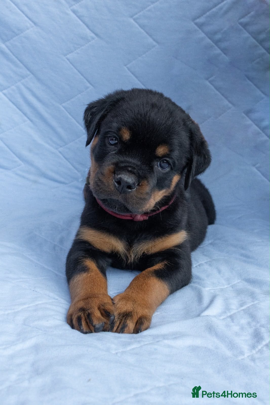 Rottweiler dogs Full KC Pedigree Rottweilers - Advert 4