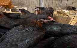 Chickens poultry for sale: Burford Brown hens POL - Image 2
