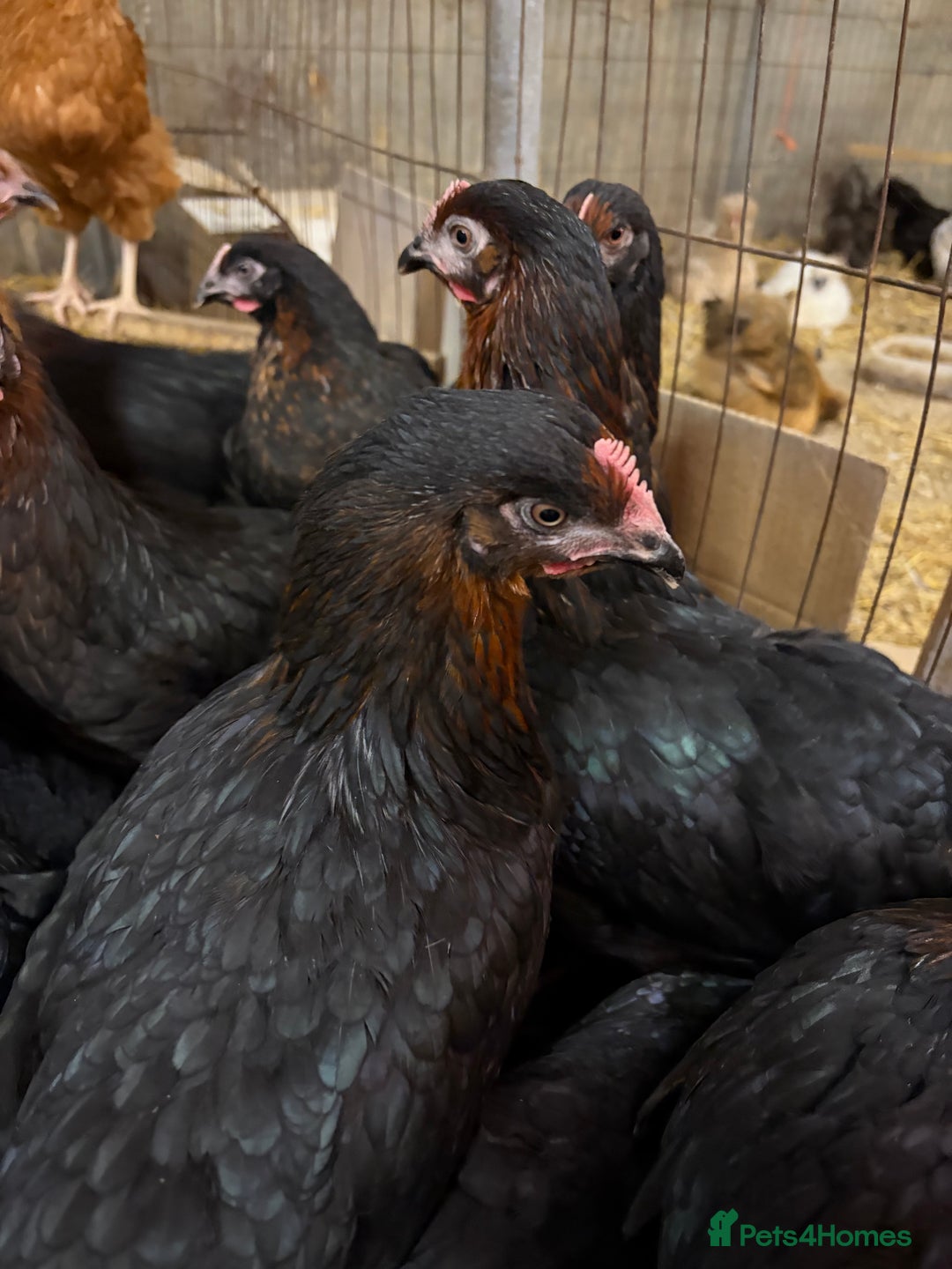 Chickens poultry for sale: Burford Brown hens POL - Image 2