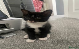 Mixed Breed cats for sale: 1 Kitty Left !  - Image 3