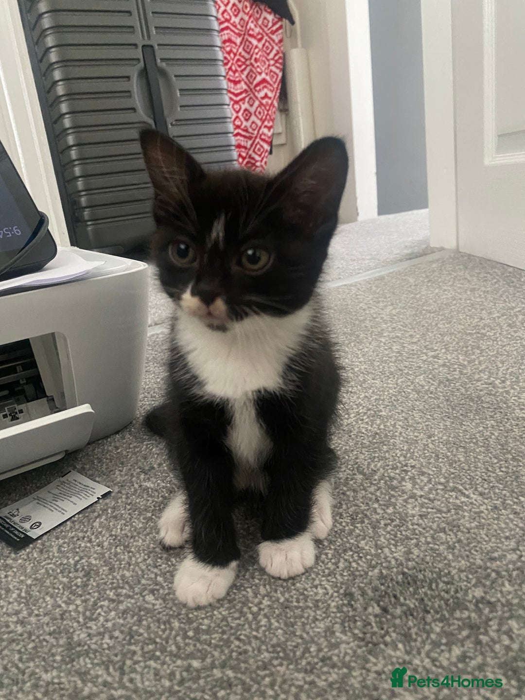 Mixed Breed cats for sale: 1 Kitty Left !  - Image 3