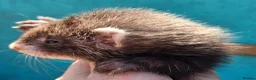 Ferret rodents for sale: Full and Semi angora kits  - Advert 14