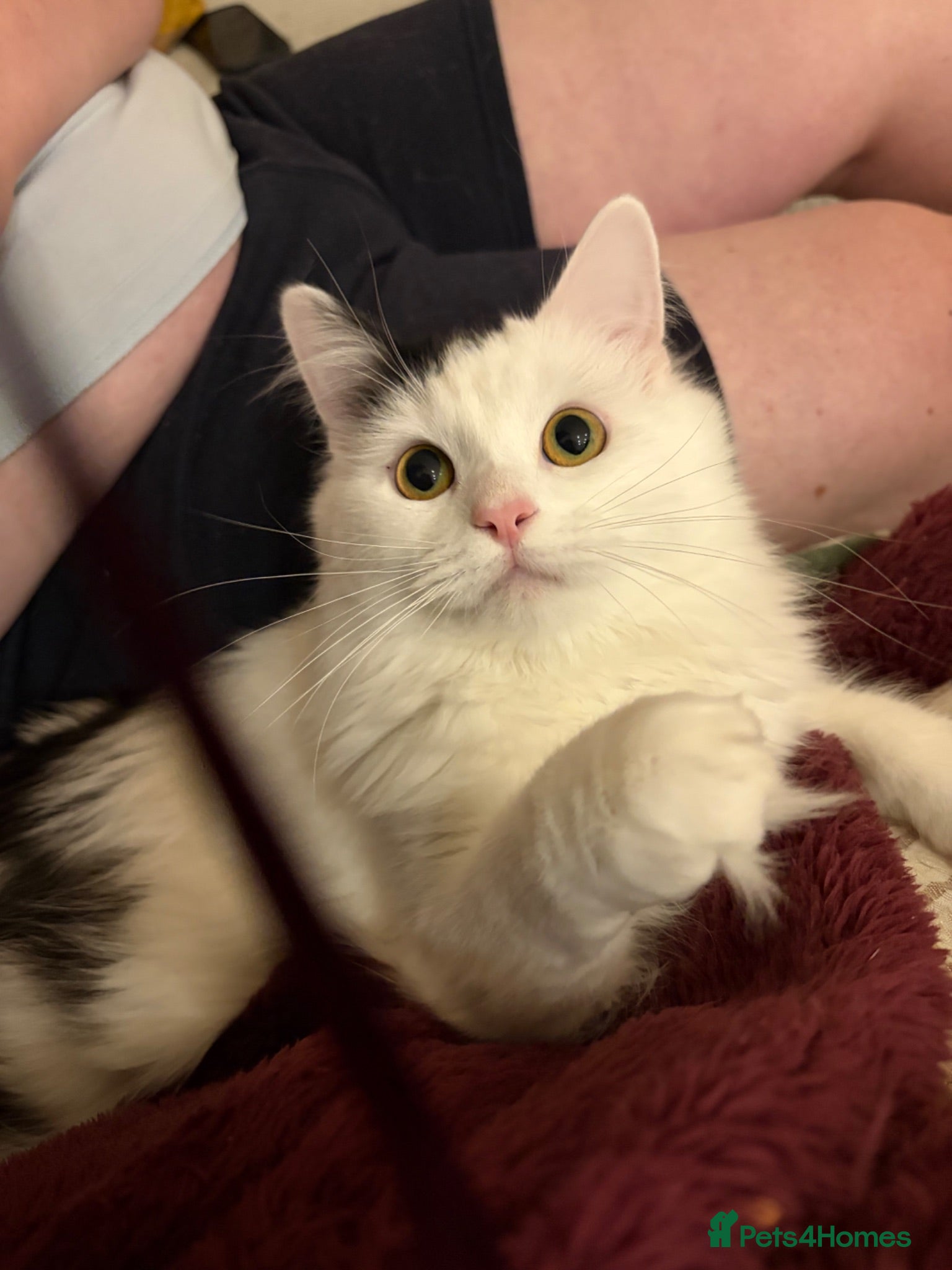 Mixed Breed cats Casper 1 year and one month old male - Advert 1