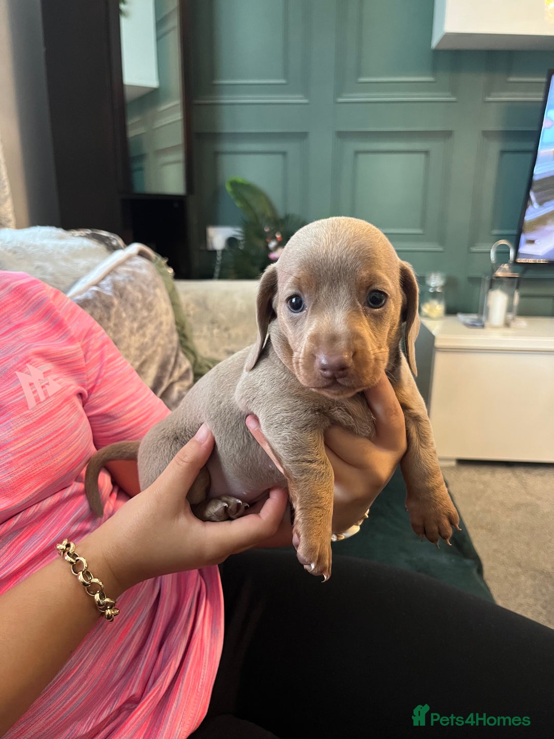 Miniature Dachshund dogs for sale: Beautiful miniature dachshund pups  - Image 15