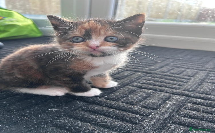 Mixed Breed cats - Advert 7