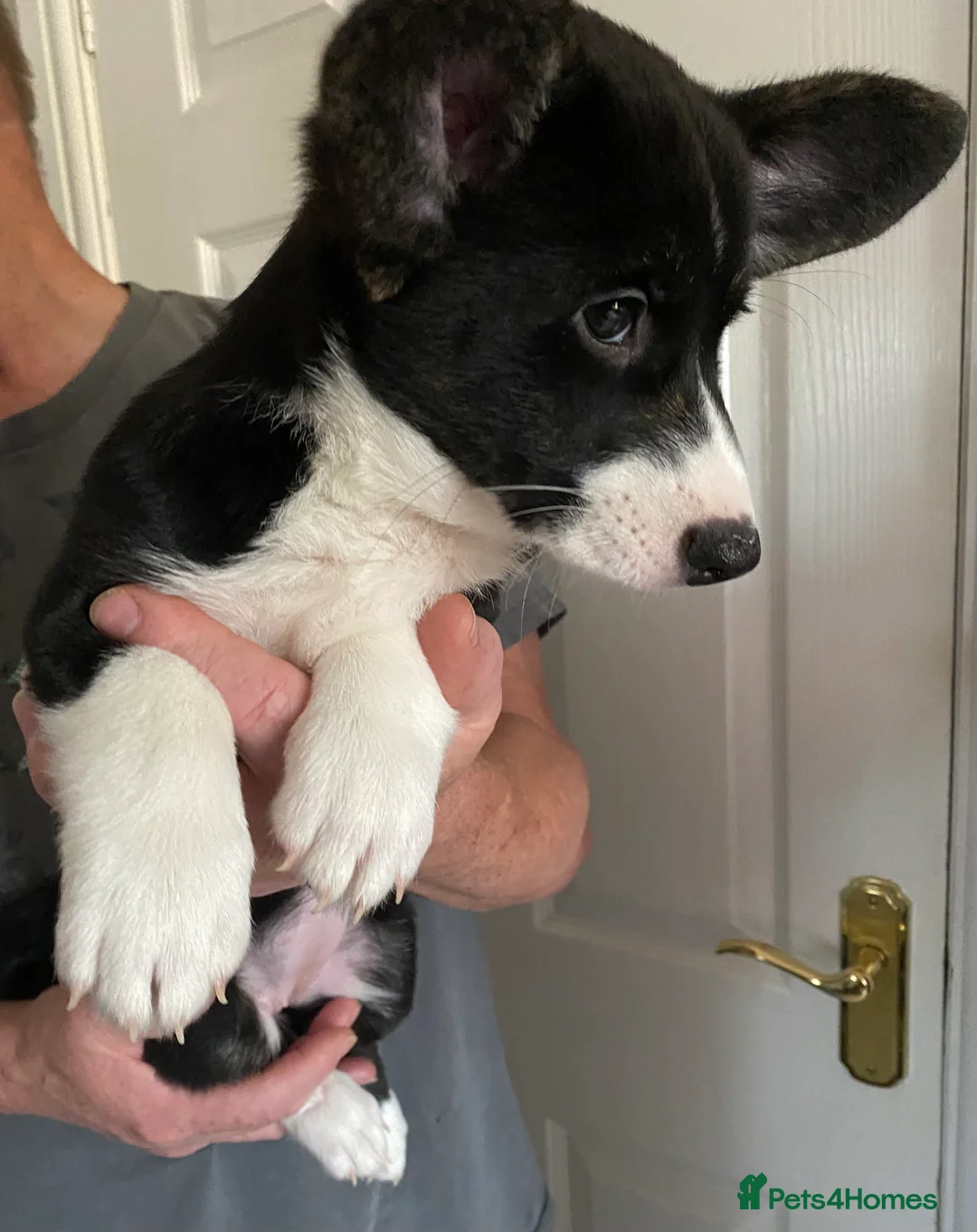 Welsh Corgi Cardigan dogs for sale: WELSH CARDIGAN CORGI GIRLS READY NOW - Advert 11