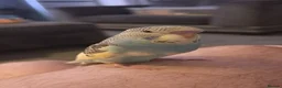 Budgerigars birds for sale: Hand reared super tame budgie  - Advert 2