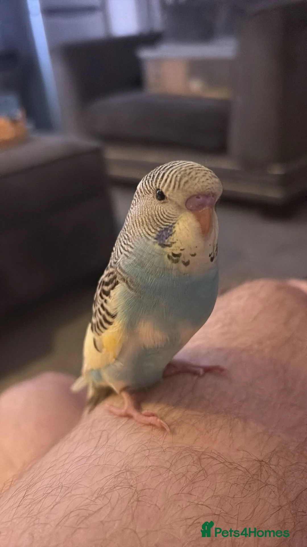 Budgerigars birds for sale: Hand reared super tame budgie  - Advert 2