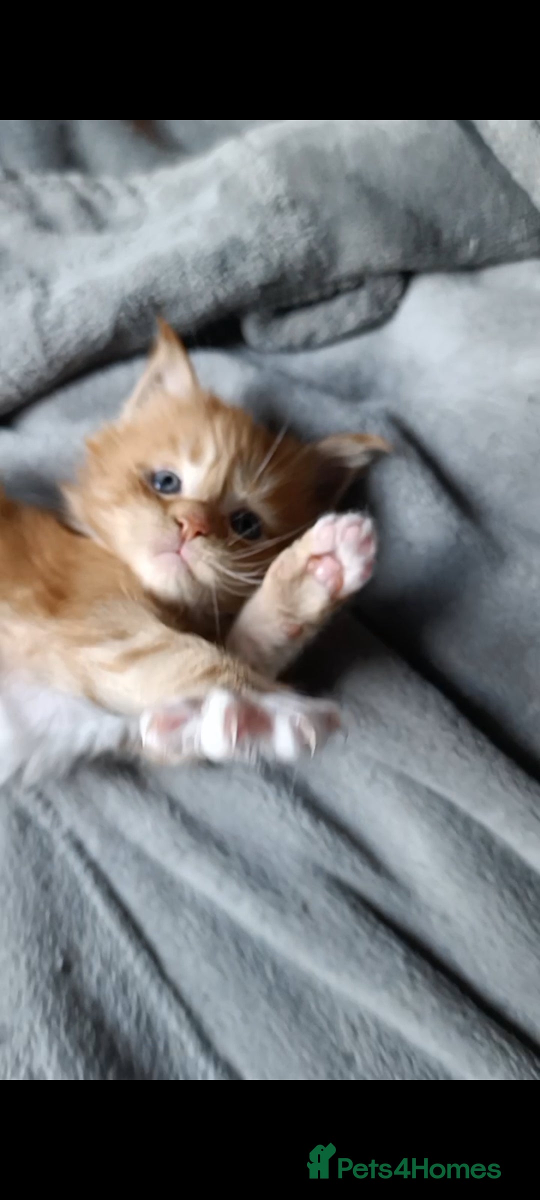 Maine Coon cats for sale: Maine Coon kitten Fire Red Marble Tabby and White - Image 7