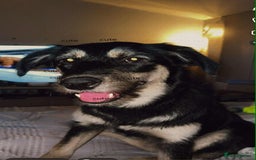 Shepsky dogs for sale: Female Shepsky. 1 Yr old. Great Temperament  - Image 4