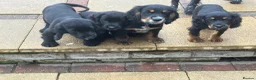 Cocker Spaniel dogs for sale: Cocker spaniel pups - Advert 7