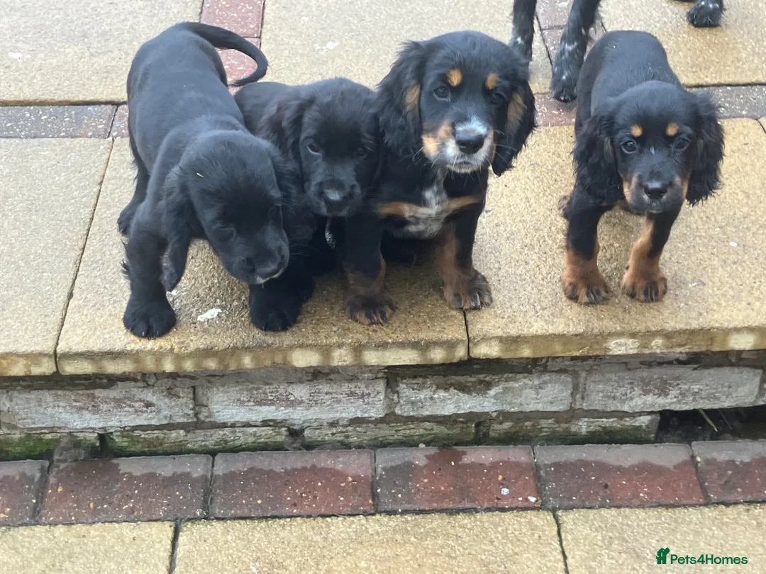 Cocker Spaniel dogs for sale: Cocker spaniel pups - Advert 7