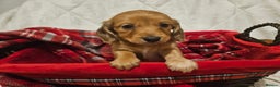 Miniature Dachshund dogs for sale: Longhaired Miniature Dachshund  - Advert 14