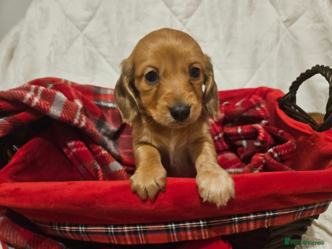 Miniature Dachshund dogs for sale: Longhaired Miniature Dachshund  - Advert 14
