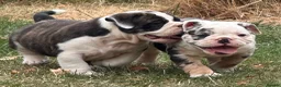 Olde English Bulldogge dogs for sale: 🐾2 Olde English bulldog puppies left 🐾 - Advert 9