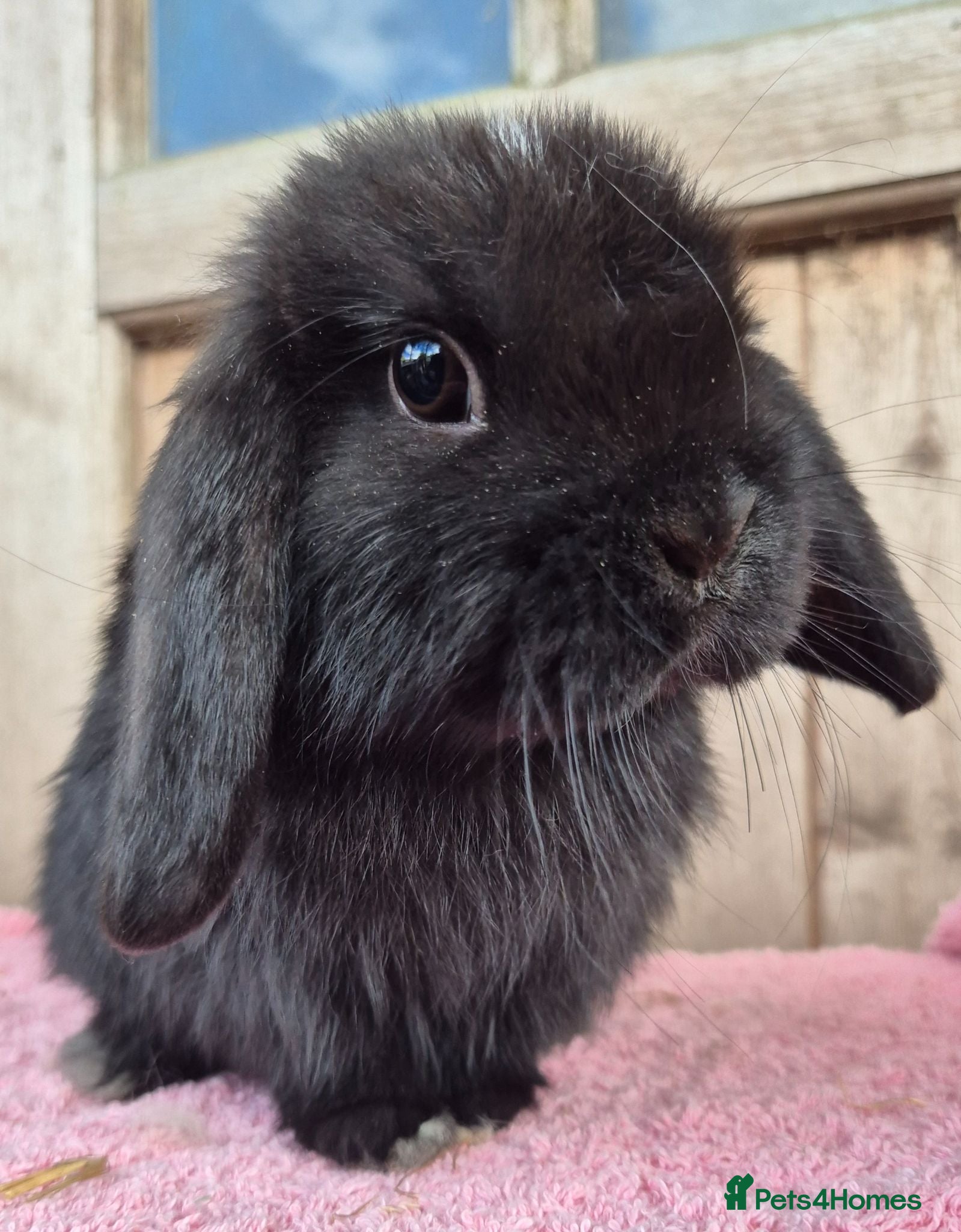 Mini Lop rabbits Mini lop babys ready now.  - Advert 12