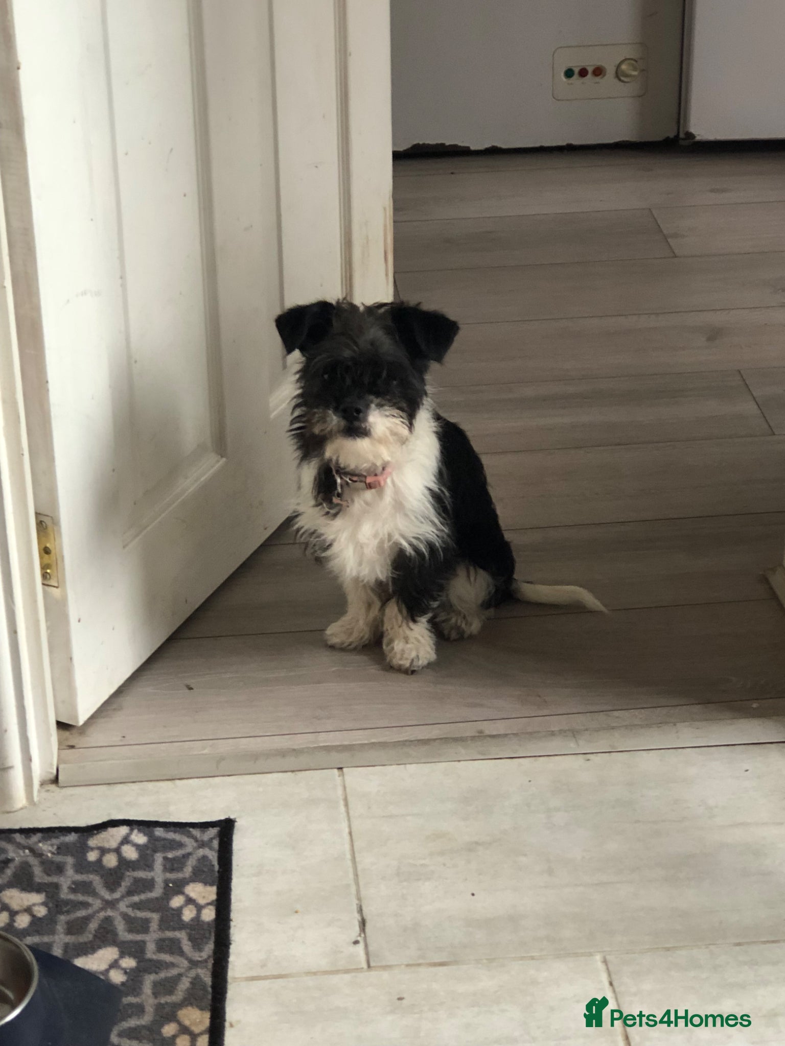 Mixed Breed dogs 6 month old girl dog.  - Advert 4