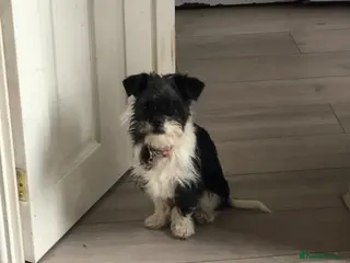 Mixed Breed dogs 6 month old girl dog. - Advert 4