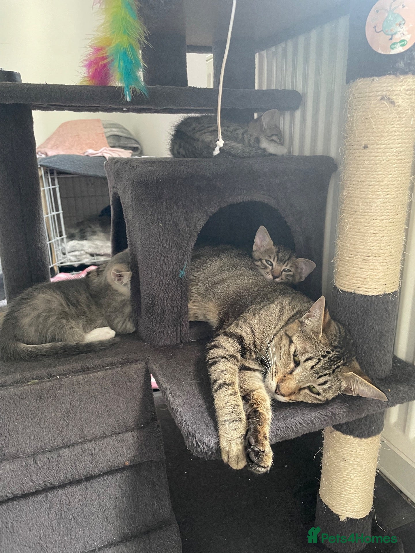 Mixed Breed cats for sale: 2 boys & 1 Girl kittens 🥰 - Advert 1