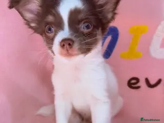 Chihuahua dogs 🔥long-haired Chihuahua puppies for sale - Advert 11