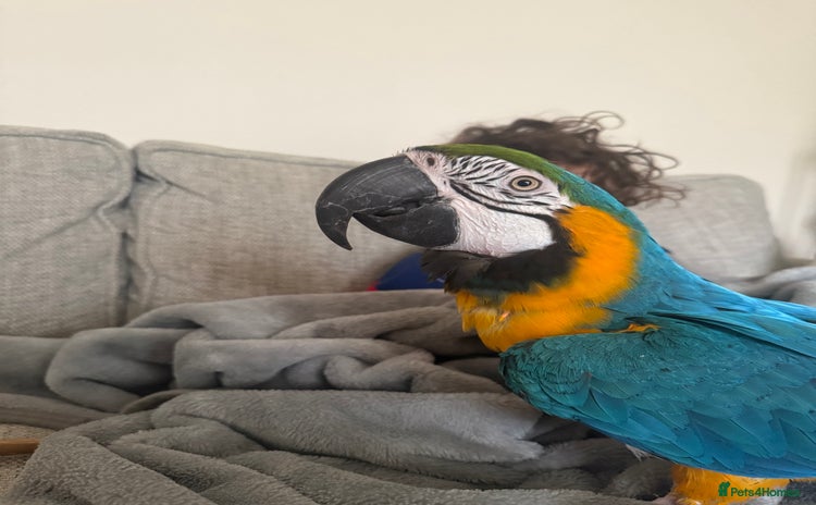 Macaws birds - Advert 1