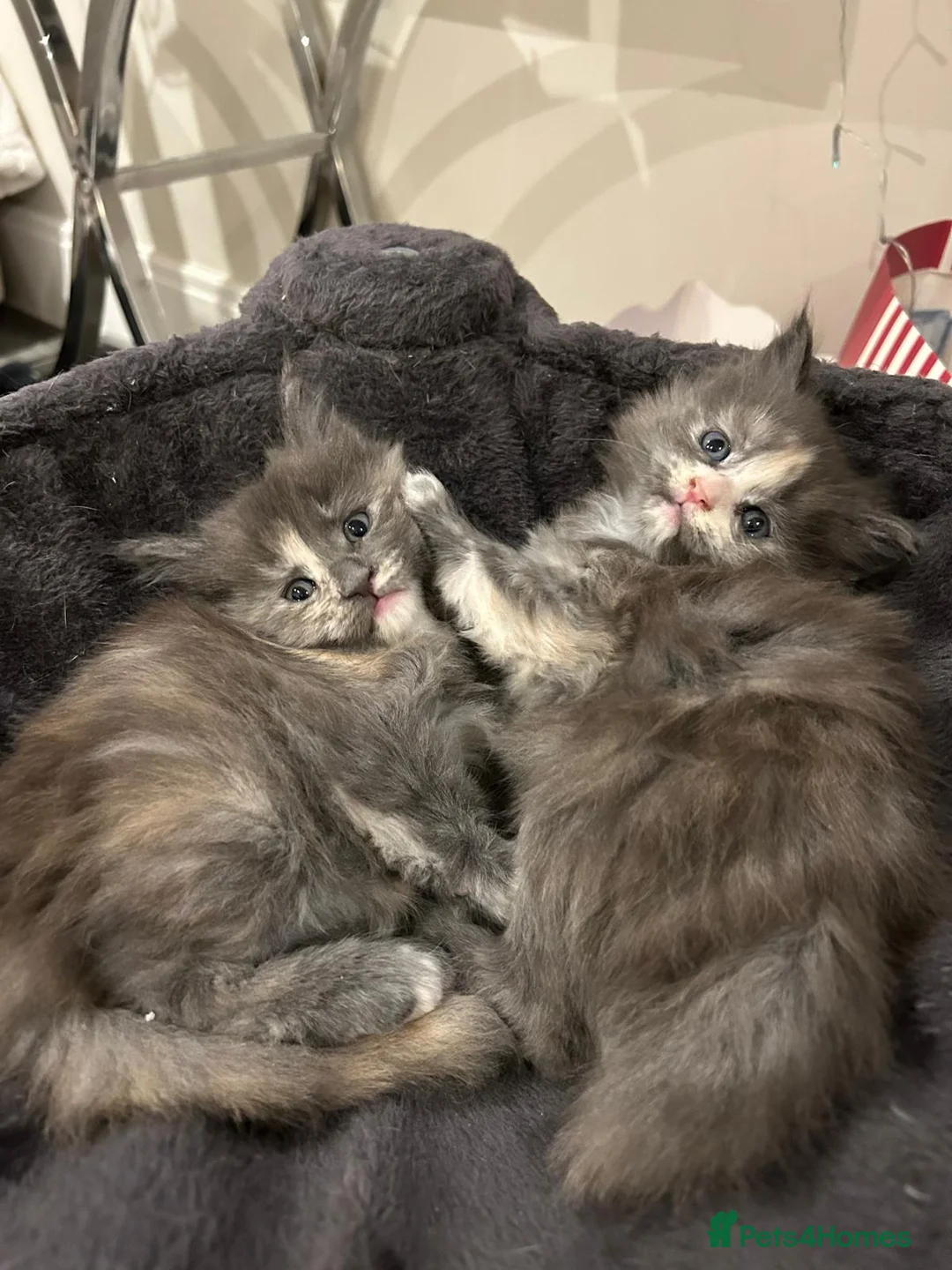 Maine Coon cats for sale: Rare stunning tri blue torti main coon kittens - Advert 3
