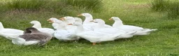 Geese poultry for sale: Goslings Geese for sale in Llanidloes - Advert 2