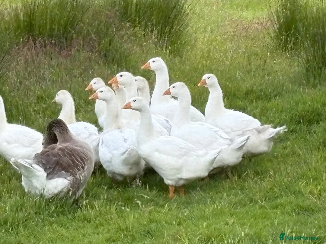 Geese poultry for sale: Goslings Geese for sale in Llanidloes - Advert 2