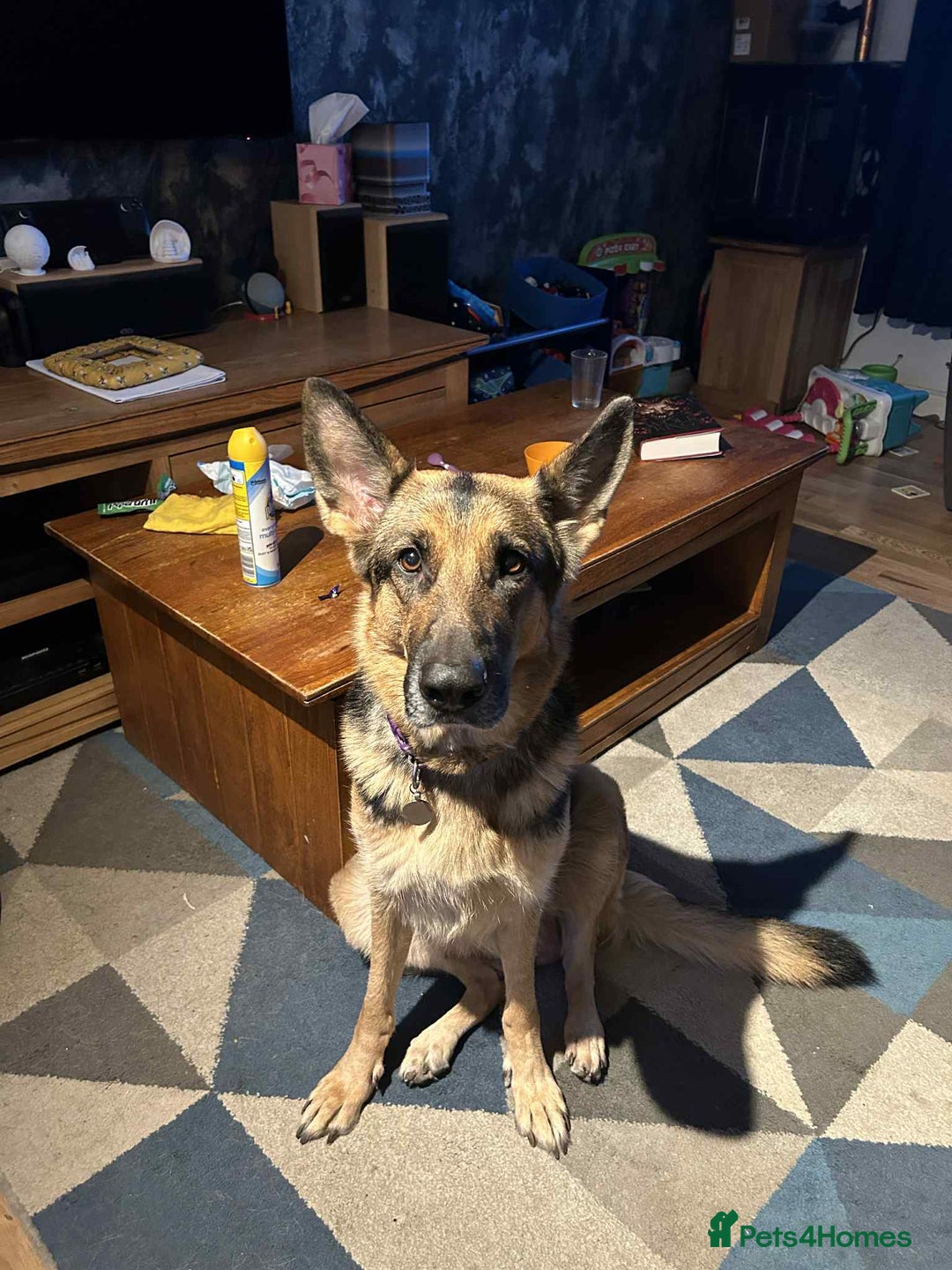 German Shepherd dogs for sale: German Shephard Puppy Female - Advert 1