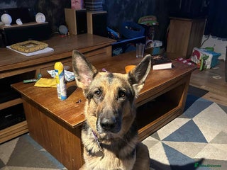 German Shepherd dogs German Shephard Puppy Female - Advert 11