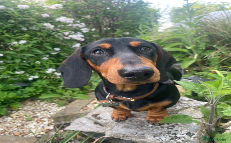 Miniature Dachshund dogs - Advert 10