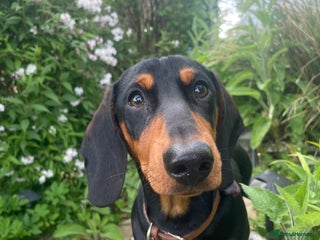 Miniature Dachshund dogs - Advert 13