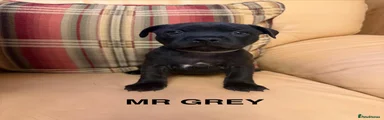 Mr Grey