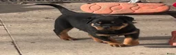 Rottweiler dogs for sale: Beautiful female Rottweiler  - Advert 3