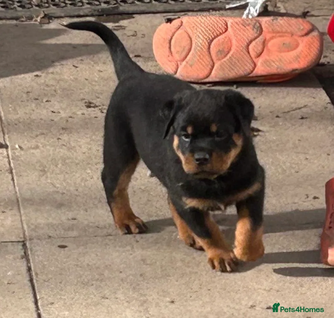 Rottweiler dogs for sale: Beautiful female Rottweiler  - Advert 3