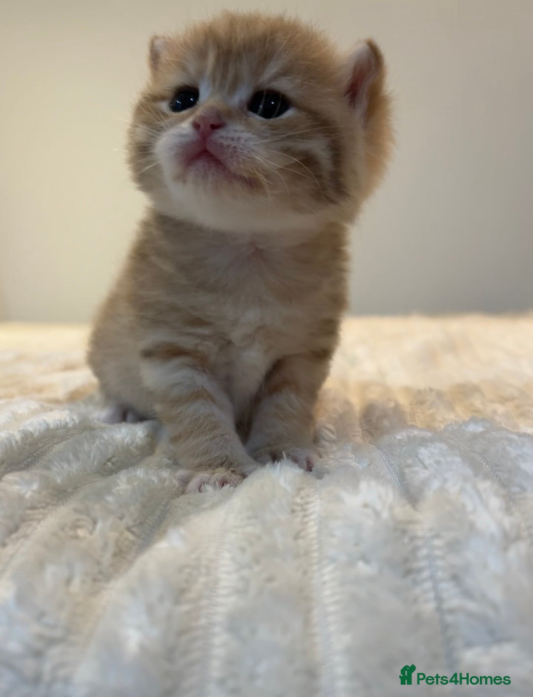 British Shorthair cats for sale: TICA Reg Beautiful Golden & Golden Tabby Bsh  - Image 18