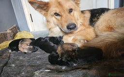 German Shepherd dogs for sale: 8 Beautiful fluffy German Shepherd pups  - Image 21