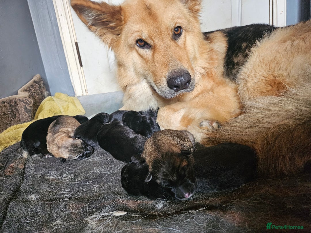 German Shepherd dogs for sale: 8 Beautiful fluffy German Shepherd pups  - Image 21