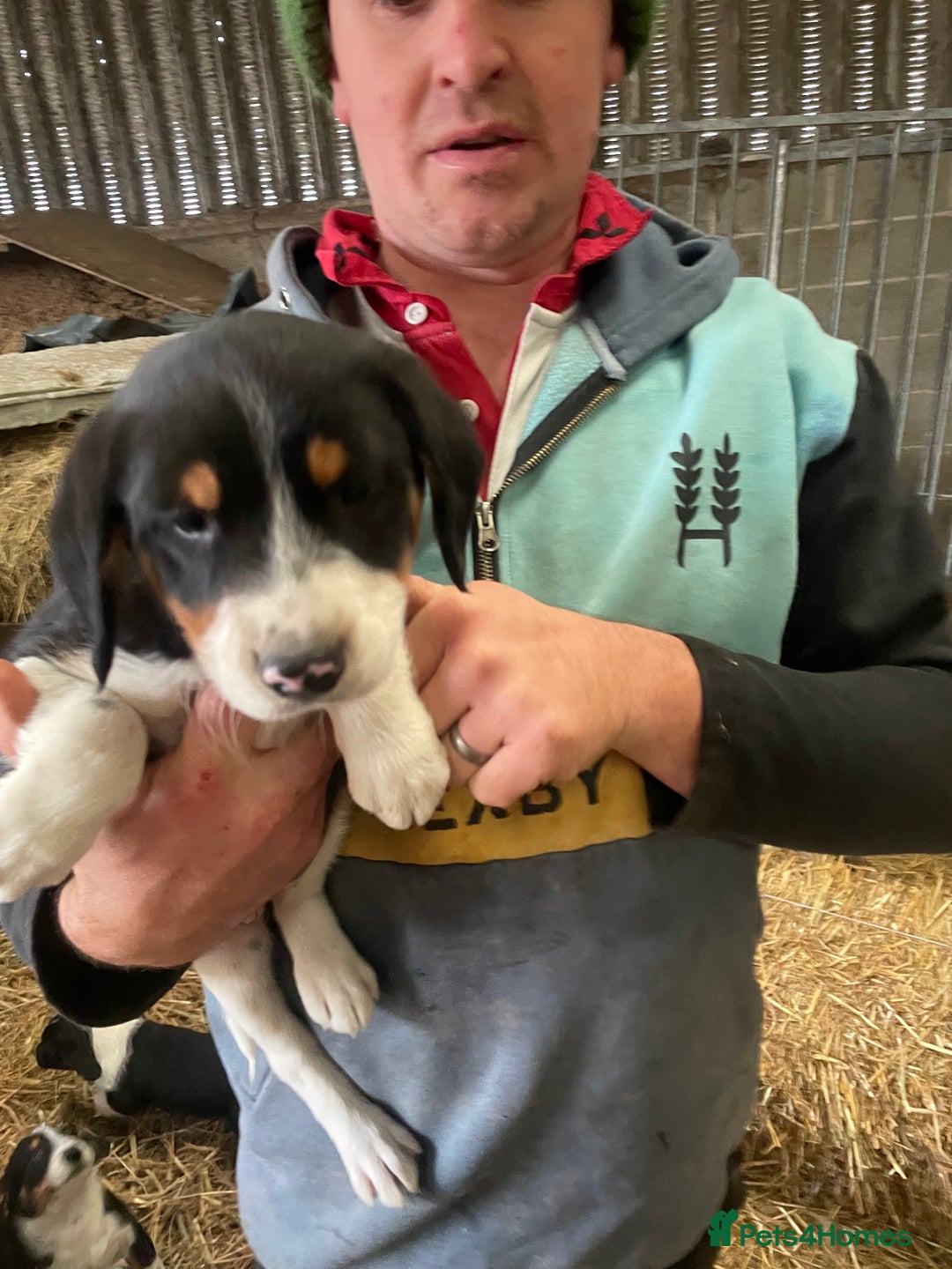 Border Collie dogs for sale: Border collie puppies  - Advert 10