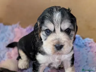 Cockapoo dogs Beautiful show type cockerpoo puppies - Advert 3