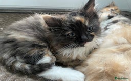 Mixed Breed cats for sale: 🎃 Cute Fluffy Kittens – Persian x BSH Mix - Image 13