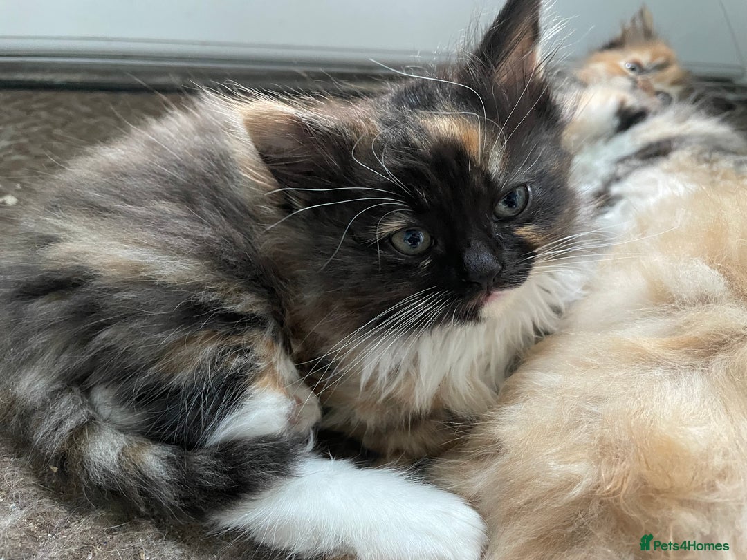 Mixed Breed cats for sale: 🎃 Cute Fluffy Kittens – Persian x BSH Mix - Image 13