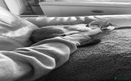 British Shorthair cats for sale: British short hair - Image 7